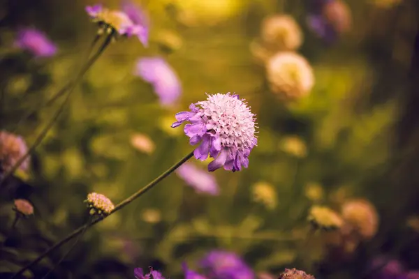 stock image Scabiosa dove Butterfly Blue in a spring garden. Growing ornamental perennial flowering plants. Purple lilac blooming flowers, flower buds in a meadow