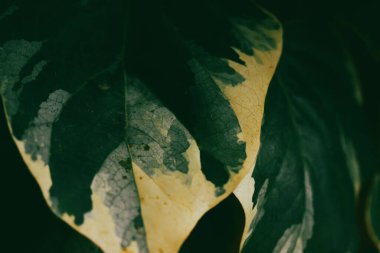 Cezayir sarmaşığı 'Gloire de Marengo'. Büyük, koyu yeşil ve gri-yeşil beyaz yapraklı kendine yapışmış yeşil dağcı bitkisi. Bahçe bitkileri.