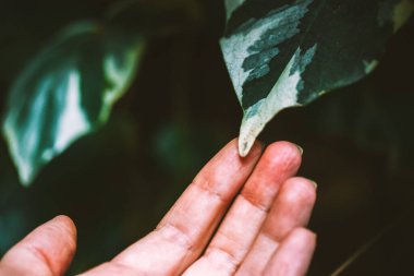 Cezayir sarmaşığı 'Gloire de Marengo' daimi yeşil dağcı bitkisi koyu yeşil ve beyaz yapraklı. Bahçe bitkileri. İnsan elinde büyük yeşil tropikal yaprak.