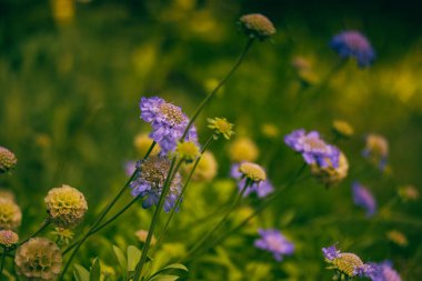 Scabiosa güvercini bir bahar bahçesinde Kelebek mavisi. Süslü, uzun ömürlü bitkiler yetiştiriyorlar. Mor leylak çiçekleri, çiçek tomurcukları bir çayırda