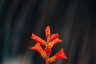 Dyckia remotiflora kaktüs sulu çiçekli çiçek tomurcuğu. Arjantin, Uruguay, Brezilya 'ya özgü Dyckia dahi çiçeği. Egzotik bitki.