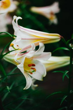Beyaz sarı Lilium Regale, kraliyet zambağı, kralın zambağı. Zambak familyasından çiçek açan bir bitki. Trompet şeklinde büyük çan çiçekleri.