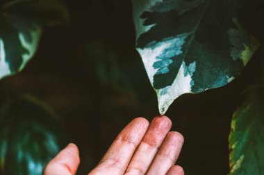 Cezayir sarmaşığı 'Gloire de Marengo' daimi yeşil dağcı bitkisi koyu yeşil ve beyaz yapraklı. Bahçe bitkileri. İnsan elinde büyük yeşil tropikal yaprak.