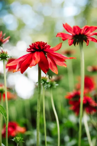 stock image Echinacea purpurea Eccentric red bright flower buds among green leaves on natural background. Blossoming flowers in summer formal garden Medical plant