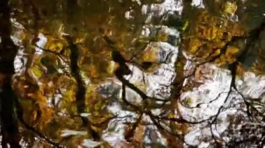 Ağaçların siluetleri bir parktaki, ormandaki bir sonbahar göletinde suyun yüzeyine yansıyor. Gerçeküstü soyut doğa videosu. Güneş ışığı ışığı.