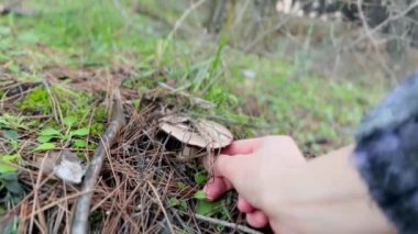 Bir ormancı, ormanın kenarında büyüyen bir mantar toplar. Mantar mevsimi sonbahar ya da yaz sonu ormanlarında, ormanda. Yenilebilir mantarlar alınıyor..