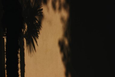 Hurma ağacının kütüğünün silüeti, sarı bir mumun gölgesinde, Soyut doğal arkaplan. Desenli doğal duvar kağıdı. Çimento duvarı. 
