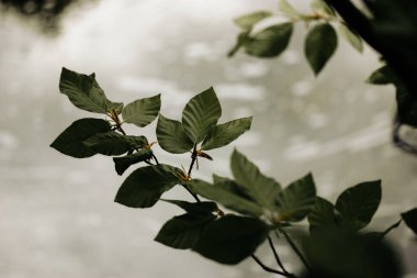 Yaprak döken ağaçların dalları ve ılık bahar güneşinde açık yeşil yapraklar. Doğal arka plan. Yaz zamanı doğa, park alanı, orman. Poster fikri.