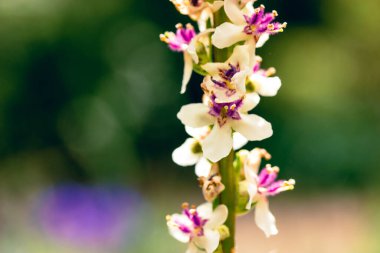 Verbascum phlomoide pink flowers in spring. Pretty small flower buds with gently petals on natural green background in sunny garden. Floral blooms. clipart