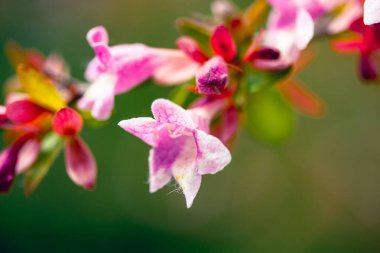 Bulanık yeşil arka planda pembe kokulu çiçek tomurcukları olan çiçek açan bir ağaç dalı. Bahar bahçesinde çiçekler açar. Çiçek duvar kağıdı. 