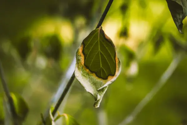 stock image Yellowing wilting green leaf on the branch of a tree, bush in botanical garden, park in late summer. Change of seasons. Photosynthesis of plants.