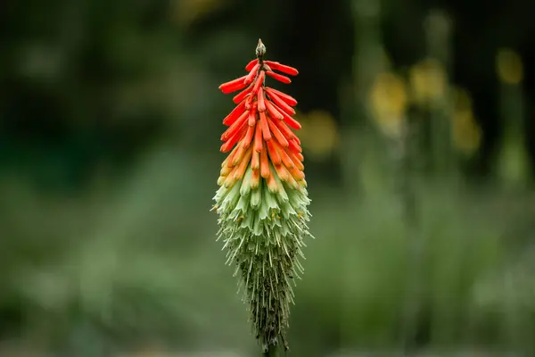 stock image Kniphophia Uvaria. Orange yellow Torch Lily blooming plant. Red Hot Poker flowering in spring garden. Single beautiful exotic flower bud in forest. 