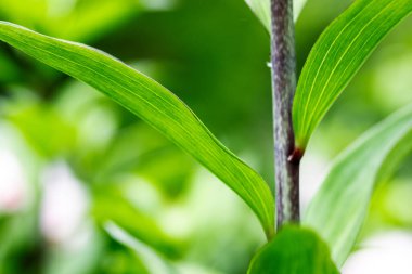 Uzun saplı taze yeşil dikdörtgen yapraklar. Bitkinin ayrıntıları, makro doğa. Bahçede büyüyen bitkiler, yaz bahçesi, park ormanı.