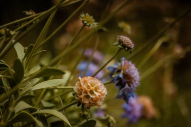 Scabious purple lilac flowers in spring garden. Springtime, summer season flowering plants in a meadow. Rural landscape. Formal garden landscaping.  clipart