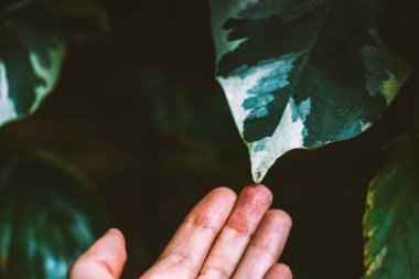 Cezayirli sarmaşık Gloire de Marengo daimi yeşil dağcı bitkisi koyu yeşil ve beyaz yapraklı. Bahçe bitkileri. İnsan elinde büyük yeşil tropikal yaprak.