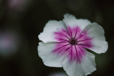 Caryophyllaceae white and pink macro flower with five petals on dark natural background. Flowering plant with gently petals close up Springtime nature clipart