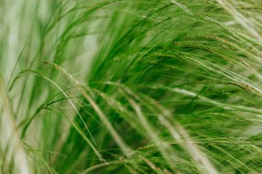 Fresh green ornamental feathery grass grow in a grassland. Abstract natural background. Cereals growing in a farmland in windy day. Nature and flora. 