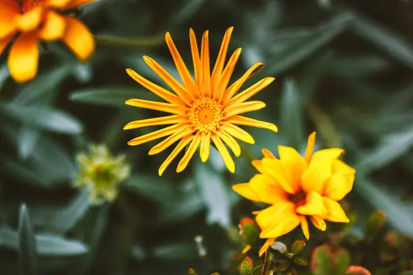 stock image Orange blooming flowers gazania rigens in botanical garden. Flowering plants are growing in a spring summer flower bed. Blossoming plant outdoors. 