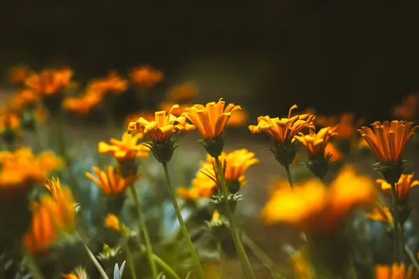 stock image Orange blooming flowers gazania rigens in botanical garden. Flowering plants are growing in a spring summer flower bed. Blossoming plant outdoors. 