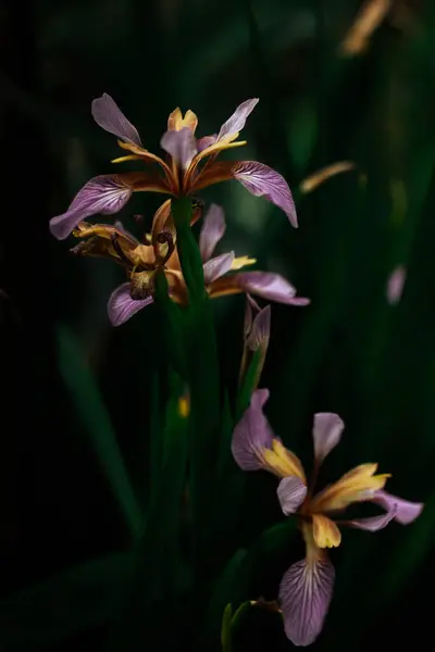 stock image Iris foetidissima violet purple flowers, petals on dark vertical background. Stinking iris, gladdon, Gladwin iris, roast-beef flowering plant in bloom