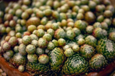 Sempervivum arachnoideum bitki kümesi halısı kaktüs bahçesindeki bir tencerede yetişiyor. Küçük sulu arka plan, desen. Bahçıvanlık ve bitki bakımı. 