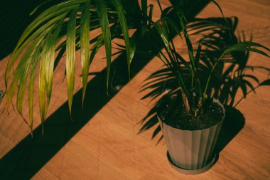 Evdeki ahşap zeminde yeşil yaprakları ve zıt gölgeleri olan küçük saksı palmiyesi. Güneşli bir günde tropik yaz doğası. Güneş ışığı ve gölgeler