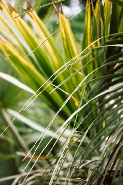 Trachycarpus fortunei, Chinese windmill evergreen palm tree, bush natural background. Sunlight in a tropical garden, park. Exotic summer nature. 