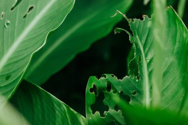 Soybean leaf disease, damage by abiotic stress in tropical park, garden. Damaged plant with holes. Greenhouse plants with big green leaves foliage. clipart