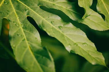 Fatsia japonica large green leaf. Wet leaves in a rainforest after rain. Summer spring nature with exotic plants, trees, bushes. Low growing plant. clipart