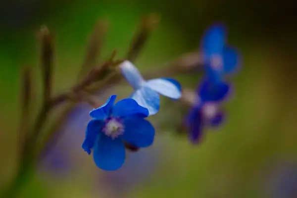 stock image Ancusa Anchusa azurea blooming buds of blue violet flowers in spring garden. Floral postcard, banner with space for text. Flowering plants in sunlight