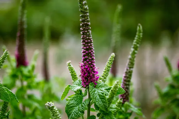 stock image Teucrium hircanicum medical plant. Purple tails wood sage grow in a forest, garden. Iranian germander ornamental decorative plant. Wild purple flower.