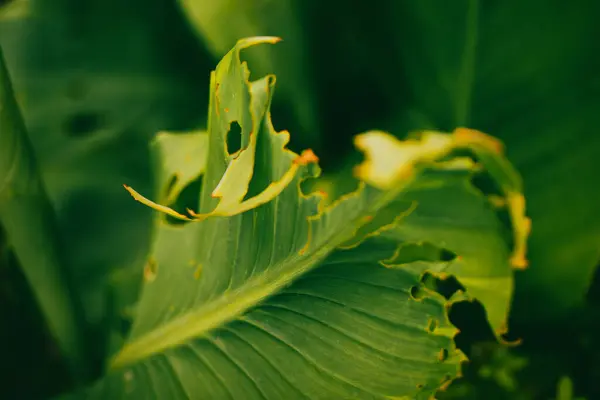 stock image Soybean leaf disease, damage by abiotic stress in tropical park, garden. Damaged plant with holes. Greenhouse plants with big green leaves foliage.