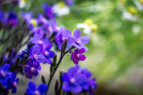 stock image Ancusa Anchusa azurea blooming buds of blue violet flowers in spring garden. Floral postcard, banner with space for text. Flowering plants in sunlight