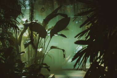 Soyut sisli doğal arka plan. Egzotik yeşil yapraklar, çalılar, ağaçlar, tropik bahçedeki palmiye ağaçları. Palmiye yaprağı silueti. Sera.