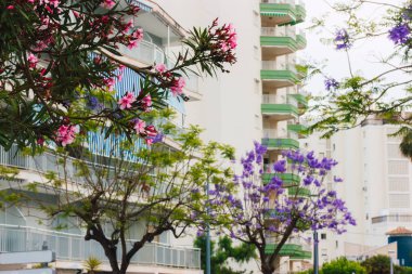 Gandia, İspanya. 1 Haziran 2024. Baharda pembe ve mor çiçeklerle bembeyaz binalar ve çiçek açan ağaçlarla dolu rahat bir cadde. Bahar Şehri.