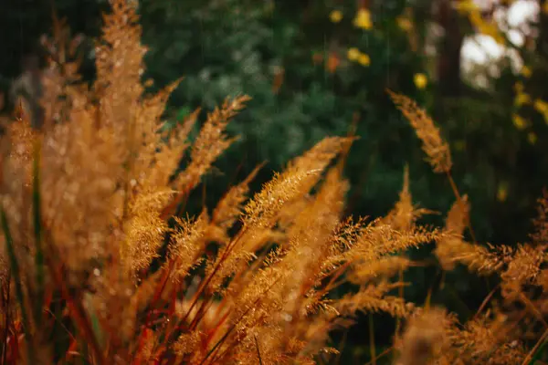 stock image Wet pampas grass in rainy autumnal day. Beautiful dry plant background. Grassland, wild growing plants and grasses. Autumn season in botanical garden.