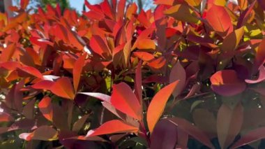 Sonbahar bahçesindeki bir çalılıkta parlak parlak yapraklar, park. Yapraklar ve dallar gün içinde rüzgarda sallanan bir çalılıkta. Japon Fotoğrafçılığı.