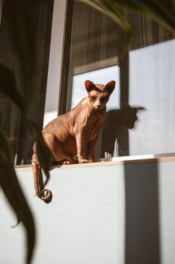 Kel bir Kanadalı Sphynx kedisi, güneşli bir günde, zıt gölgelerle dolu bir balkonda pencere eşiğinde oturur. Evcil bir kedi ile dikey fotoğraf