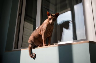 Kel bir Kanadalı Sphynx kedisi, güneşli bir günde, zıt gölgelerle dolu bir balkonda pencere eşiğinde oturur. Evcil hayvan. Modern iç mekanda kedi hayvanı.. 