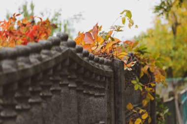 Sonbahar çok renkli yeşil, turuncu, sarı üzüm yaprakları sonbahar mevsiminde eski çimento çitlerde yetişen çalıların üzerinde. Gündüz vakti sonbahar caddesi