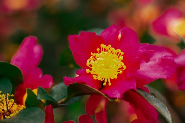 Çay ağacı ya da kamelya sasanquası parlak pembe tomurcukları, erkek organı ve erkek organları ile yakın plan. Çiçek tomurcuğu makro filizleri. Çiçek duvar kağıdı.