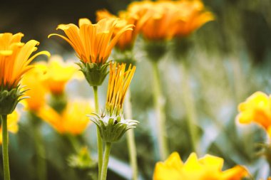 Botanik bahçesinde portakal çiçeği açan gazania rigens. Çiçek açan bitkiler bahar mevsiminde çiçek tarhında yetişiyor. Açık havada çiçek açan bitki.. 