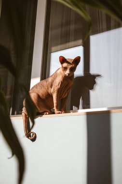 Kel bir Kanadalı Sphynx kedisi, güneşli bir günde, zıt gölgelerle dolu bir balkonda pencere eşiğinde oturur. Evcil bir kedi ile dikey fotoğraf