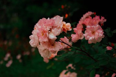 İlkbahar kürsüsünde çiçek açan bir çalıda, pembe gül tomurcukları, yaz bahçesinde. Güzel çiçek ekimi. Bahçecilik, çiçekçilik.