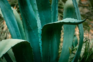 Dikenli ve dikenli güzel mavi-yeşil agave yaprakları. Kuşkonmazın geçmişi ve dokuları. Meksika 'nın egzotik bitkileri farmakolojide kullanılıyor, kozmetik ürünler üretiliyor. Kaktüs ve sulu.