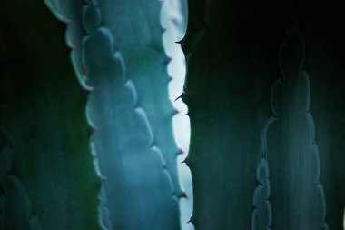 Dikenli, dikenli mavi-yeşil agave yaprakları. Meksika 'nın egzotik kuşkonmaz bitkileri kozmetik ürünler için kullanılır. Kaktüs, sulular soyut arkaplan