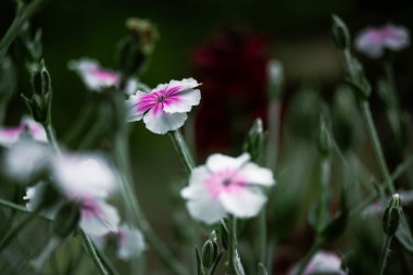 Caryophyllaceae white pink macro flowers with five petals on green natural background. Flowering plant with gently petals close up. Springtime nature. clipart