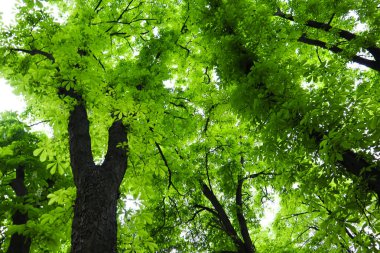 Büyük, yüksek bir kestane ağacı alt manzarası. Taze yapraklı dallar. Parklarda, parklarda, ormanlarda, ormanlarda bahar doğası. Yeşil Gezegen, ekoloji kavramı.