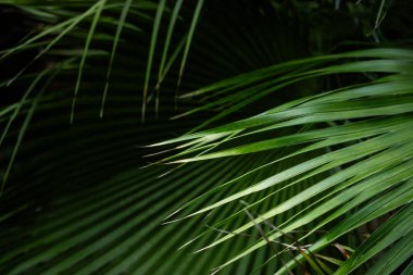 Evergreen palm trees, bushes in deep forest, wood. Plants grow in a tropical garden, park. Exotic summer nature landscape in summer. Natural backdrop 