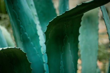 Dikenli, dikenli mavi-yeşil agave yaprakları. Meksika 'nın asparagaceae egzotik bitkileri farmakolojide kozmetik ürünler üretirken kullanılır. Kaktüs, sulu.
